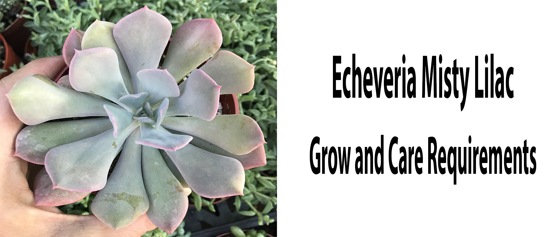 This Doesn't Succulent - This 2-gallon echeveria misty lilac has gone from  all lavender/pale blue to pink blush and tan with our summer weather.