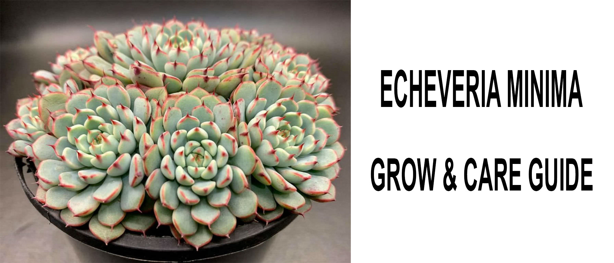 Echeveria Minima | Grow and Care Guide