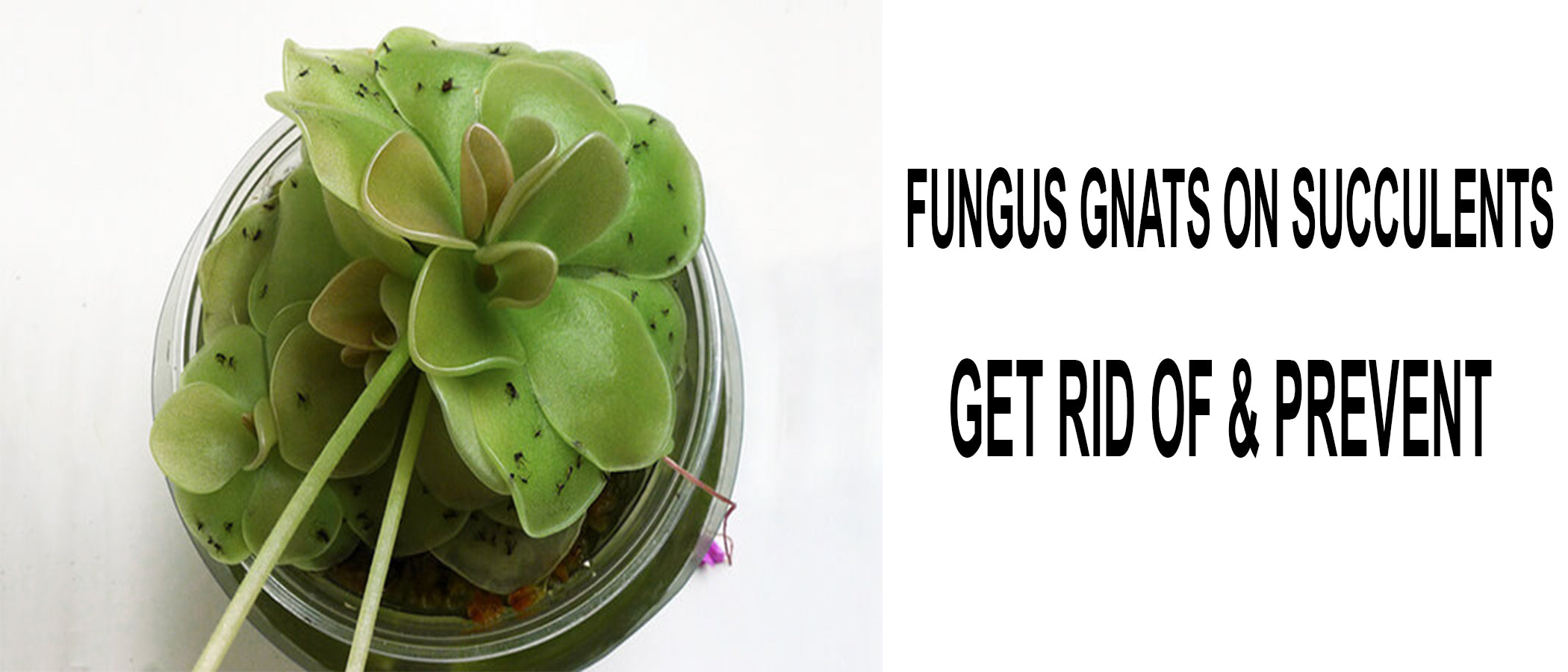 How to get rid of gnats on succulents