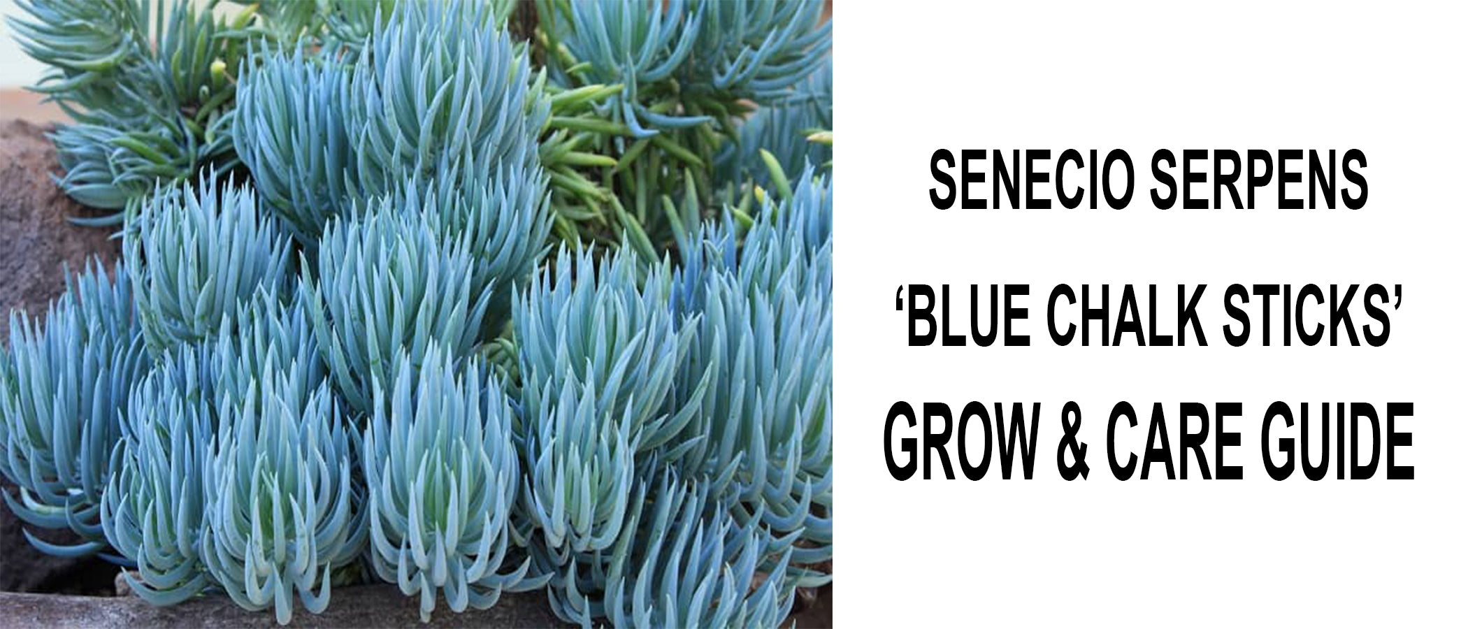 Senecio mandraliscae (Blue Chalk Sticks) - Cacti.com
