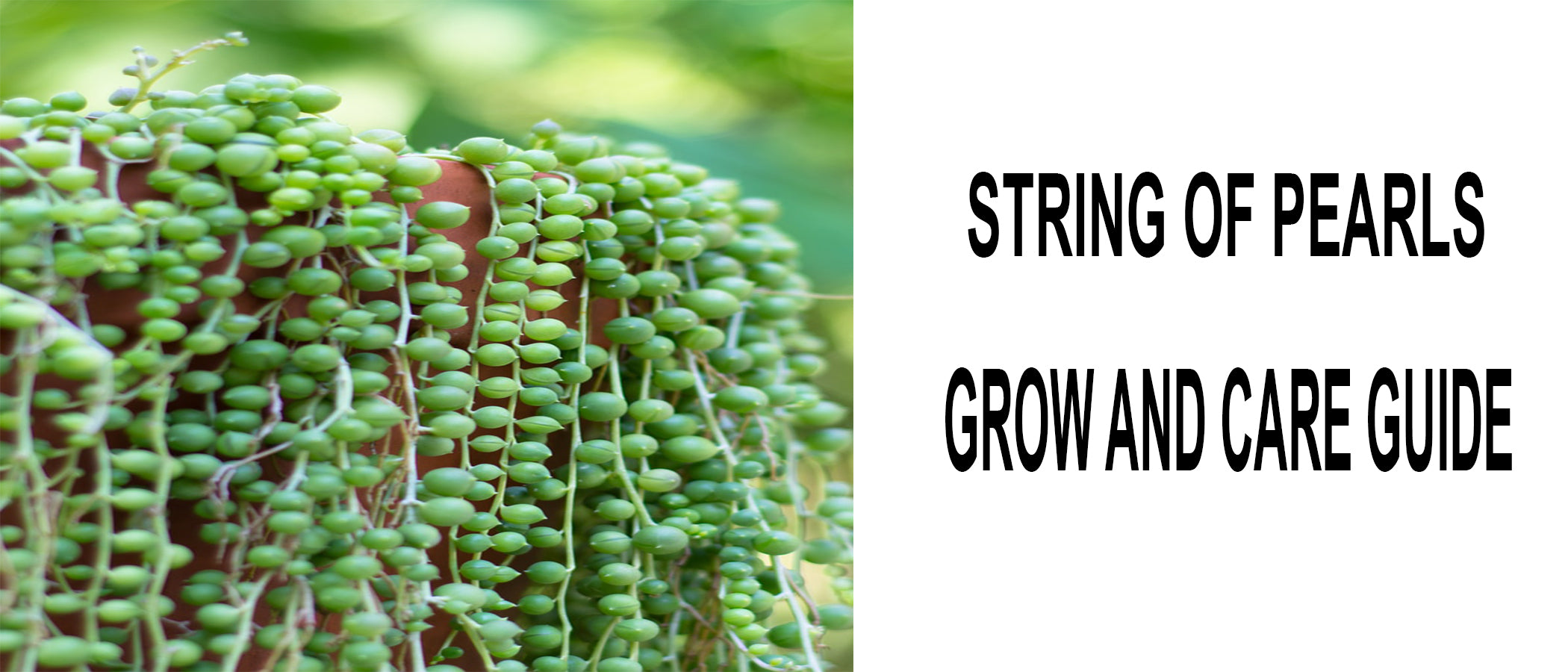 How to propagate String of Pearls succulent plant
