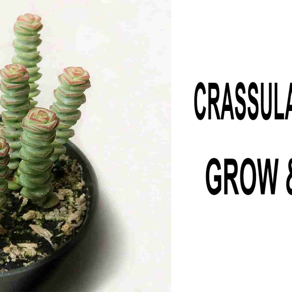 Crassula Collection Update July 2020 - YouTube