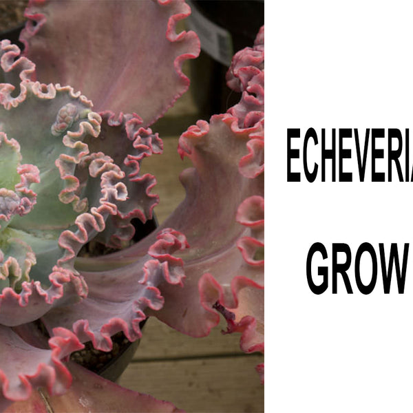 ECHEVERIA 'GORGON'S GROTTO' 10 Pcs Seeds – African Seeds