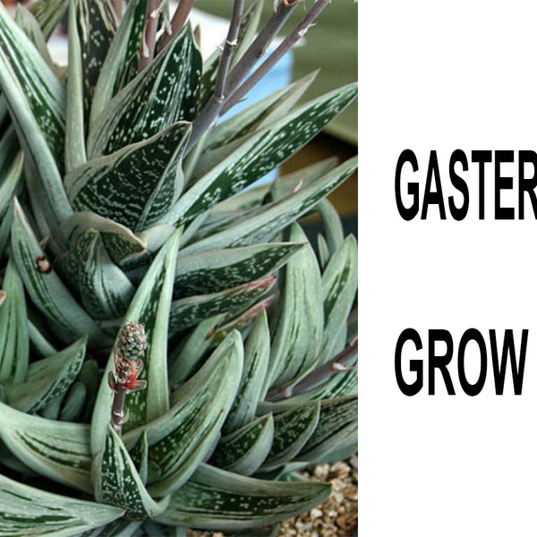 Gasteraloe Green Ice | Grow and Care Guide