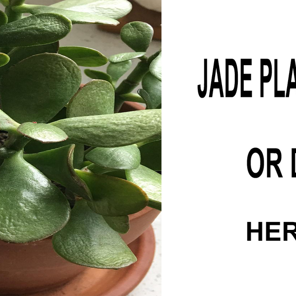 Reasons (and Fixes!) for Limp Leaves on Jade Plants