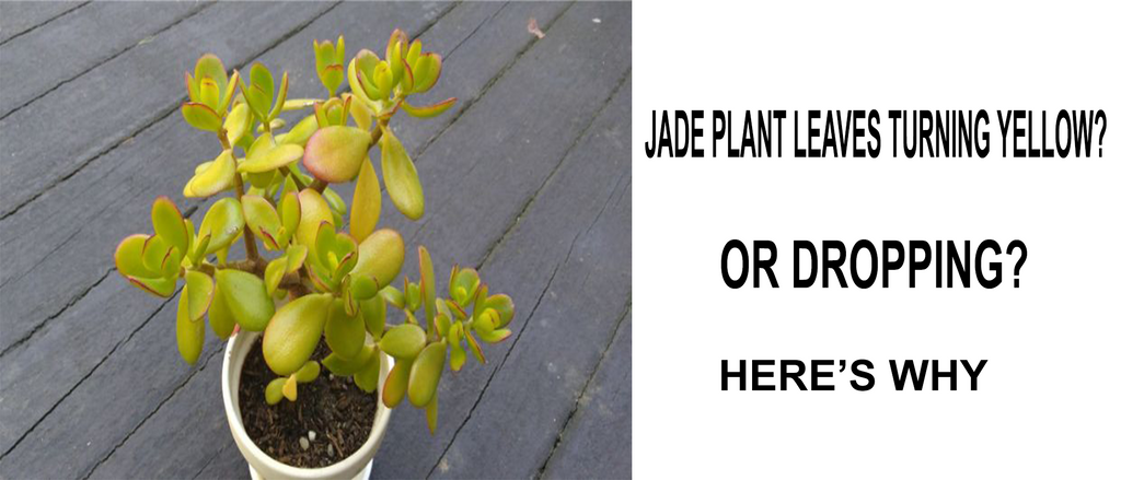 Why is My Jade Plant Dropping Leaves (Reasons and Solution) – planterhoma