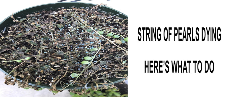 Common Problems of String of Pearls and How to Fix Them