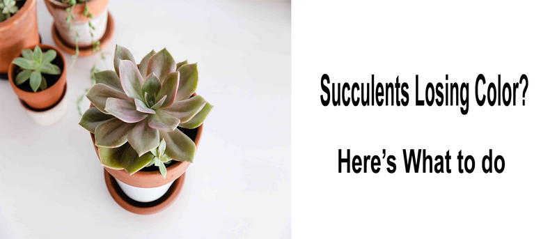 Change The Color of Your Succulent- Yes, It`s Possible! - UnusualSeeds