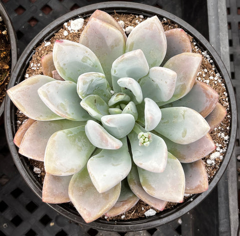 Graptoveria Opalina