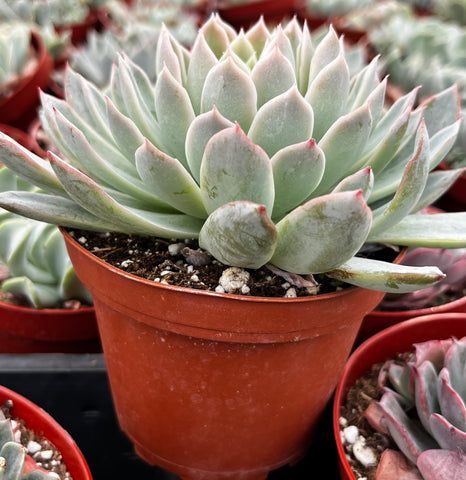 Echeveria Violet Queen