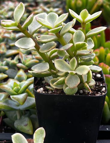 Portulacaria Afra Elephant Bush