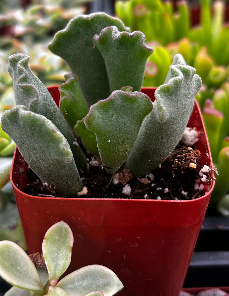 Crinkle Leaf Succulent