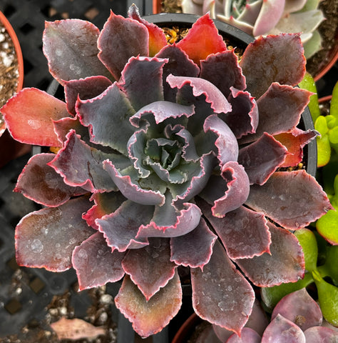 Echeveria Neon Breaker