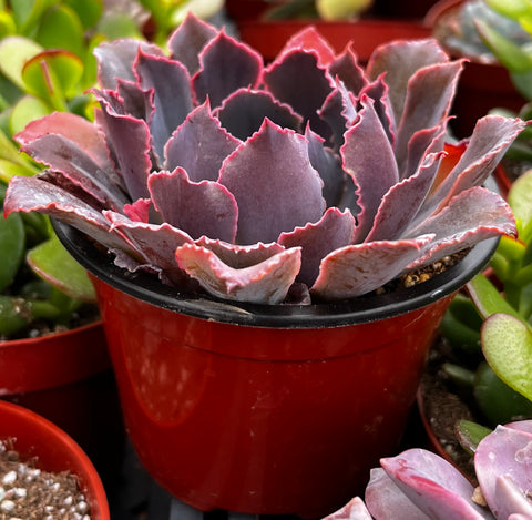 Echeveria Neon Breaker