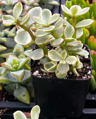 Portulacaria Afra Elephant Bush