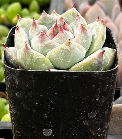 Echeveria Chihuahua