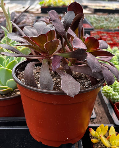 Aeonium Black Rose Zwartkop