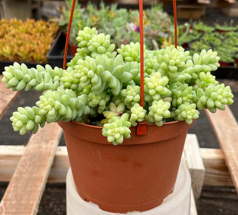 Sedum Donkey's Tail