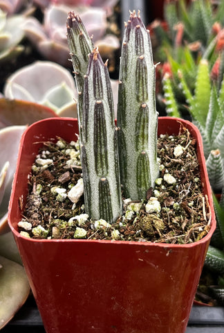 Senecio Stapeliiformis