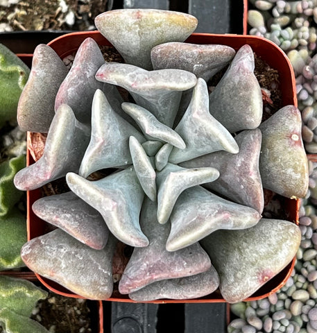 Echeveria Cubic Frost