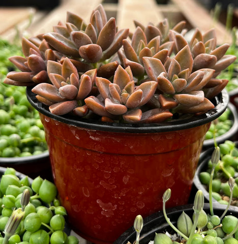 Graptosedum Alpenglow