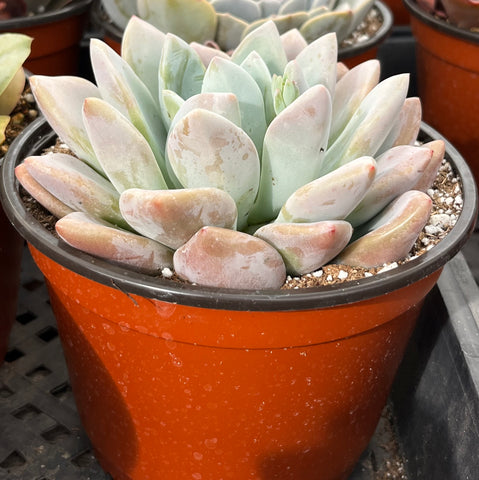 Graptoveria Opalina