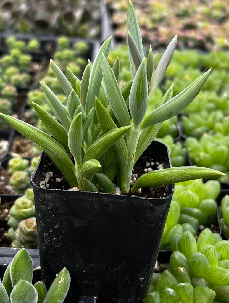 Senecio Radicans