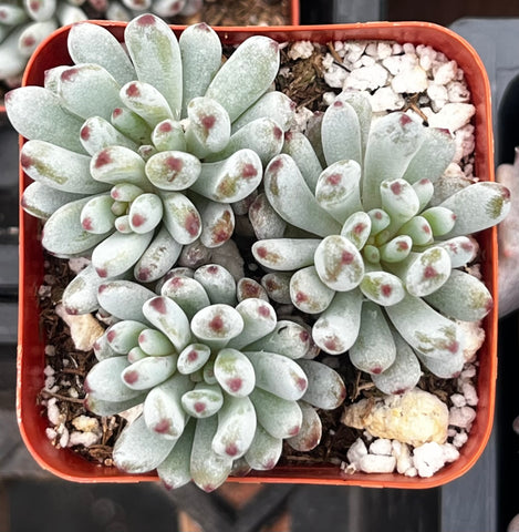 Graptopetalum Pachyphyllum