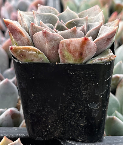 Graptopetalum Rusbyi