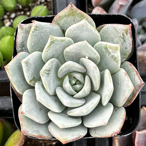 Echeveria White Rose