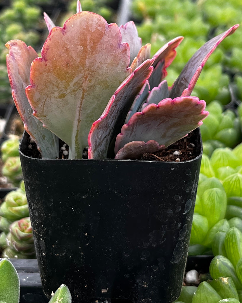 Variegated Flapjack