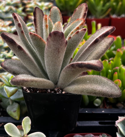 Chocolate Soldier Kalanchoe Tomentosa