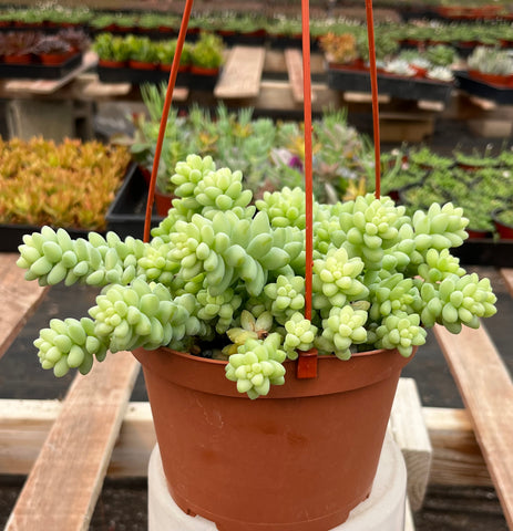 Sedum Donkey's Tail