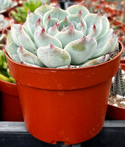 Echeveria Chihuahua