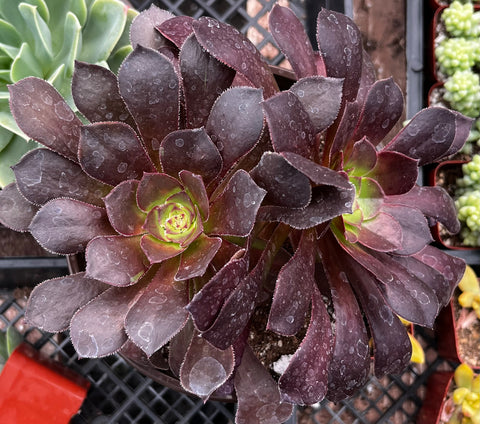 Aeonium Black Rose Zwartkop