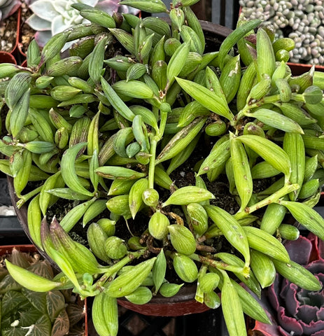 String of Bananas