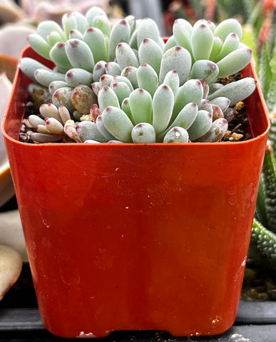 Graptopetalum Pachyphyllum