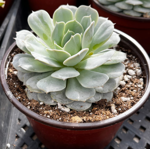 Echeveria Derenbergii (Painted Lady)