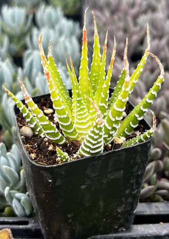 Variegated Haworthia Zebra