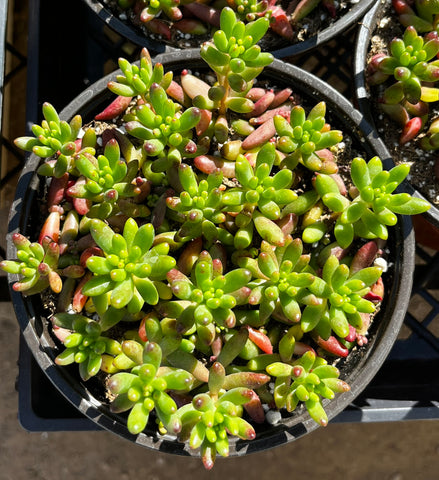 Sedum Jelly Bean