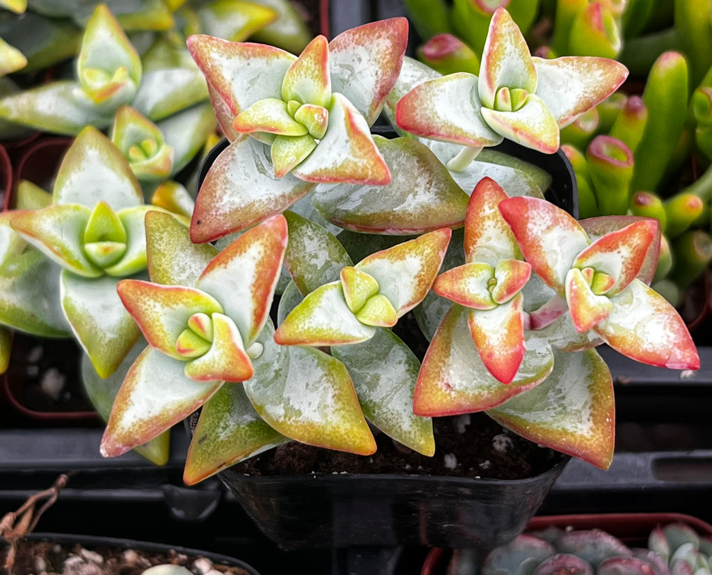 Crassula High Voltage