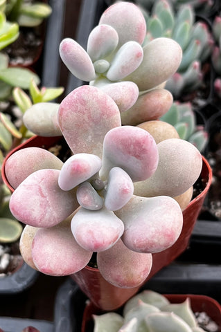 Moonstones Pachyphytum