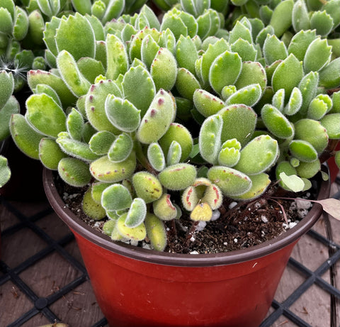 Cotyledon Bear's Paw