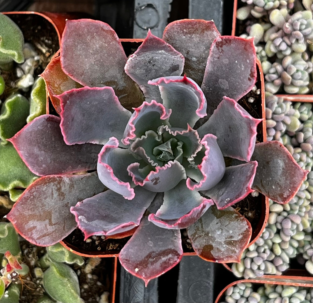 Echeveria Neon Breaker