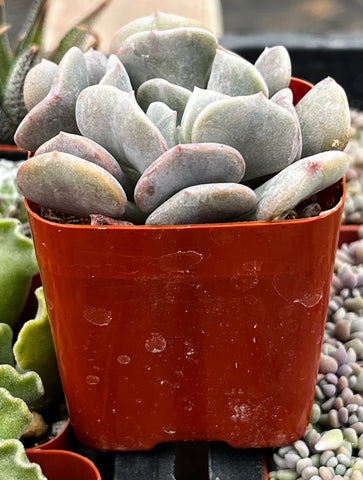 Echeveria Cubic Frost