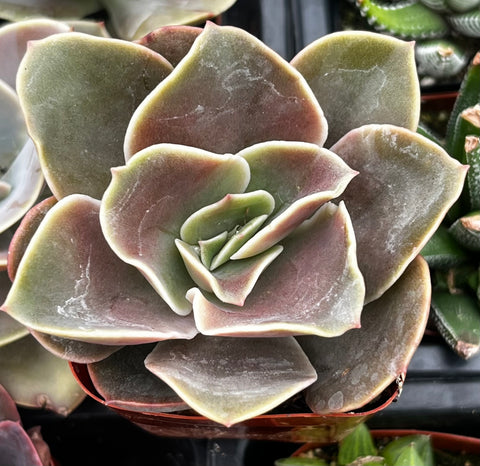 Echeveria Fireglow