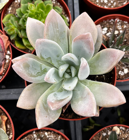 Graptoveria Opalina