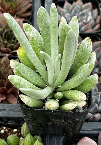 Senecio Woolly