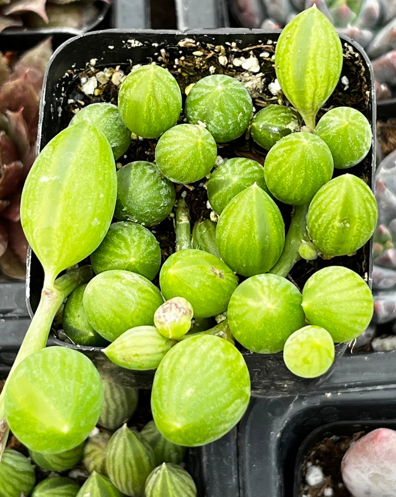 String of Watermelons