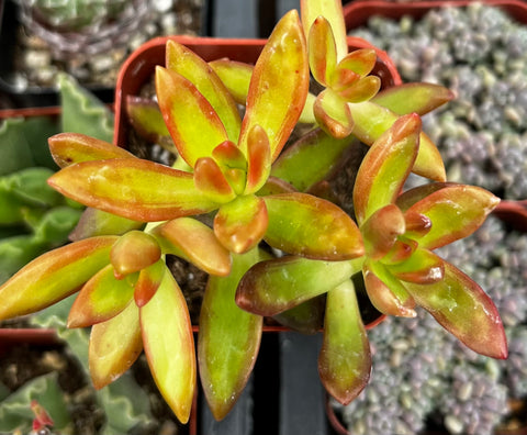 Sedum Firestorm